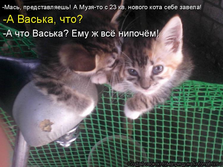 -Мась, представляешь! А Музя-то с 23 кв. нового кота себе завела! -А Васька, что? -А что Васька? Ему ... Котоматрица: -Мась, представляешь! А Музя-то с 23 кв. нового кота себе завела! -А Васька, что? -А что Васька? Ему ж всё нипочём!