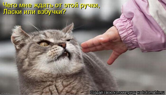 Чего мне ждать от этой ручки, Ласки или взбучки?... Котоматрица: Чего мне ждать от этой ручки, Ласки или взбучки?