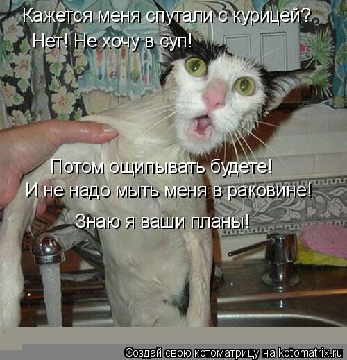 Кажется меня спутали с курицей? Нет! Не хочу в суп! И не надо мыть меня в раковине! Потом ощипывать б... Котоматрица: Кажется меня спутали с курицей? Нет! Не хочу в суп! И не надо мыть меня в раковине! Потом ощипывать будете! Знаю я ваши планы!