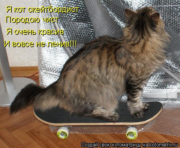 Я кот скейтбордист Породою чист Я очень красив И вовсе не ленив!!!... Котоматрица: Я кот скейтбордист Породою чист Я очень красив И вовсе не ленив!!!