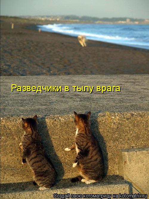 Разведчики в тылу врага... Котоматрица: Разведчики в тылу врага
