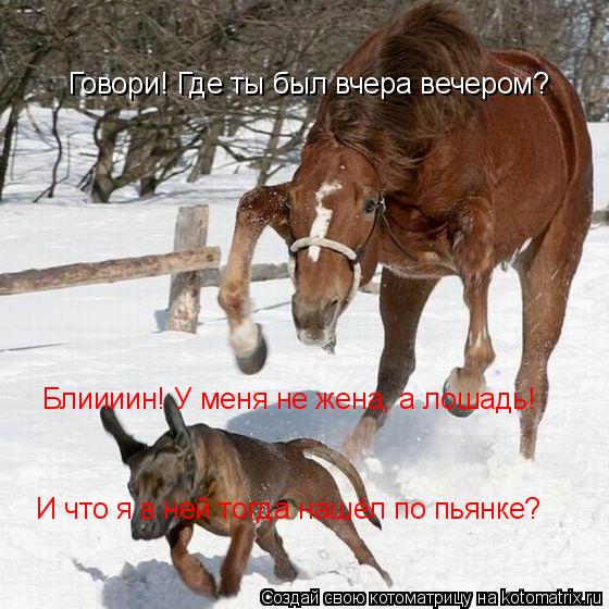 Говори! Где ты был вчера вечером? Блиииин! У меня не жена, а лошадь! И что я в ней тогда нашёл по пья... Котоматрица: Говори! Где ты был вчера вечером? Блиииин! У меня не жена, а лошадь! И что я в ней тогда нашёл по пьянке?