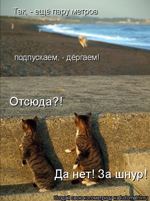 Так, - ещё пару метров подпускаем, - дёргаем! Отсюда?! Да нет! За шнур!... Котоматрица: Так, - ещё пару метров подпускаем, - дёргаем! Отсюда?! Да нет! За шнур!