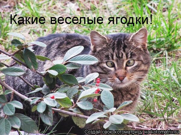 Какие веселые ягодки!... Котоматрица: Какие веселые ягодки!
