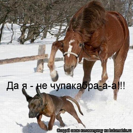 Да я - не чупакабра-а-а!!!... Котоматрица: Да я - не чупакабра-а-а!!!