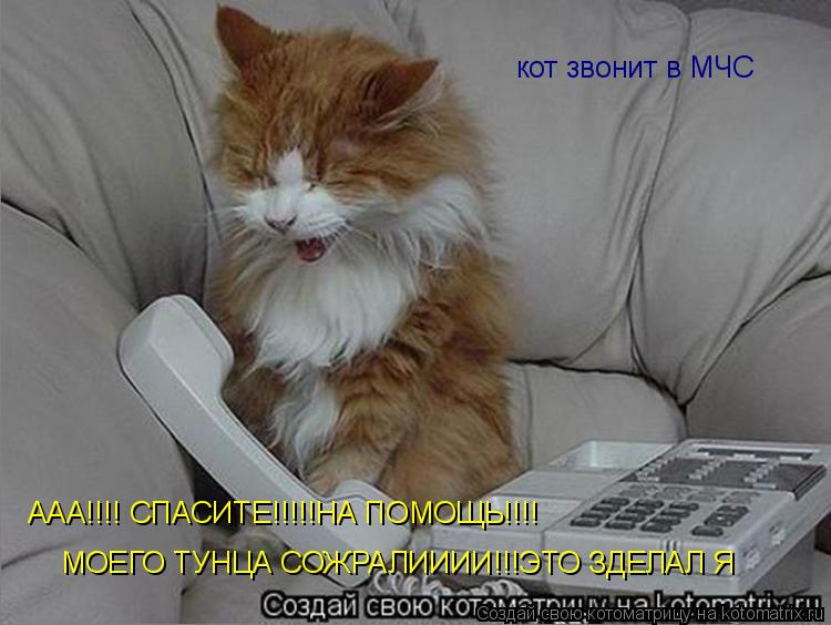 кот звонит в МЧС ААА!!!! СПАСИТЕ!!!!!НА ПОМОЩЬ!!!! МОЕГО ТУНЦА СОЖРАЛИИИИ!!!ЭТО ЗДЕЛАЛ Я... Котоматрица: кот звонит в МЧС ААА!!!! СПАСИТЕ!!!!!НА ПОМОЩЬ!!!! МОЕГО ТУНЦА СОЖРАЛИИИИ!!!ЭТО ЗДЕЛАЛ Я
