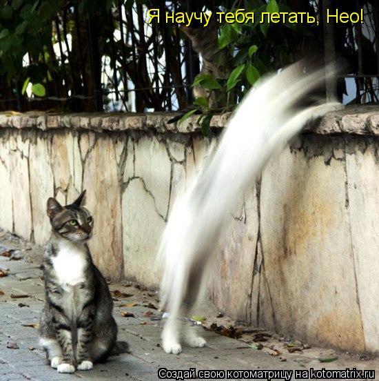Котоматрица: Я научу тебя летать, Нео!