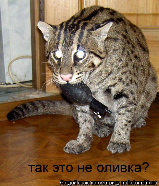 так это не оливка?... Котоматрица: так это не оливка?