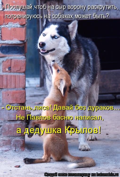 - Послушай,чтоб на сыр ворону раскрутить, потренируюсь на собаках,может быть? - Отстань,лиса! Давай б... Котоматрица: - Послушай,чтоб на сыр ворону раскрутить, потренируюсь на собаках,может быть? - Отстань,лиса! Давай без дураков... Не Павлов басню написал, а д