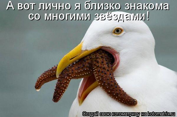 А вот лично я близко знакома со многими звёздами!... Котоматрица: А вот лично я близко знакома со многими звёздами!