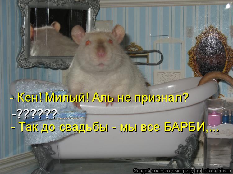 Котоматрица: - Кен! Милый! Аль не признал? -?????? - Так до свадьбы - мы все БАРБИ,...