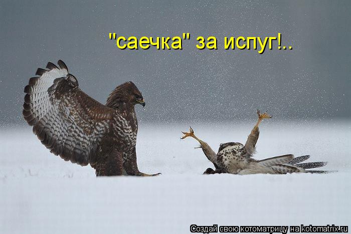 "саечка" за испуг!..... Котоматрица: "саечка" за испуг!..