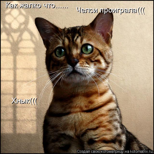 Как жалко что...... Челси проиграла((( Хнык(((... Котоматрица: Как жалко что...... Челси проиграла((( Хнык(((