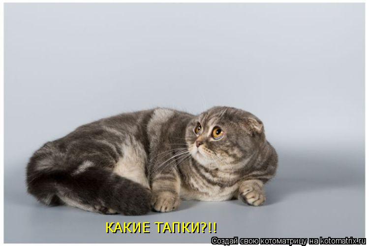 КАКИЕ ТАПКИ?!!... Котоматрица: КАКИЕ ТАПКИ?!!
