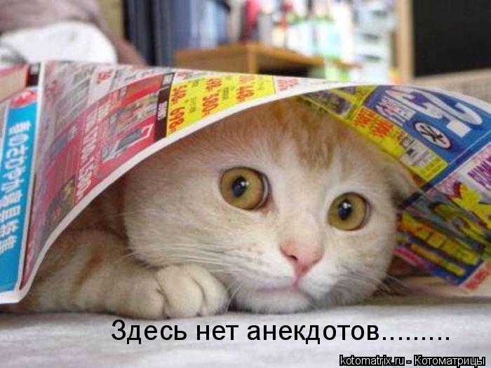 Здесь нет анекдотов............ Котоматрица: Здесь нет анекдотов.........