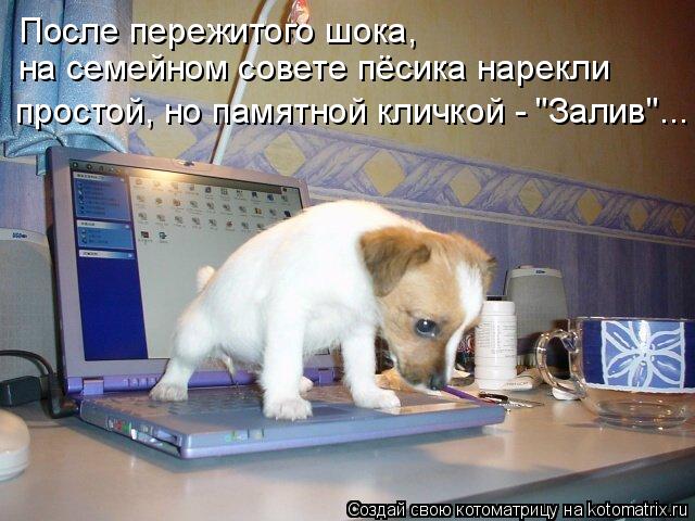 Котоматрица: После пережитого шока, на семейном совете пёсика нарекли простой, но памятной кличкой - "Залив"...