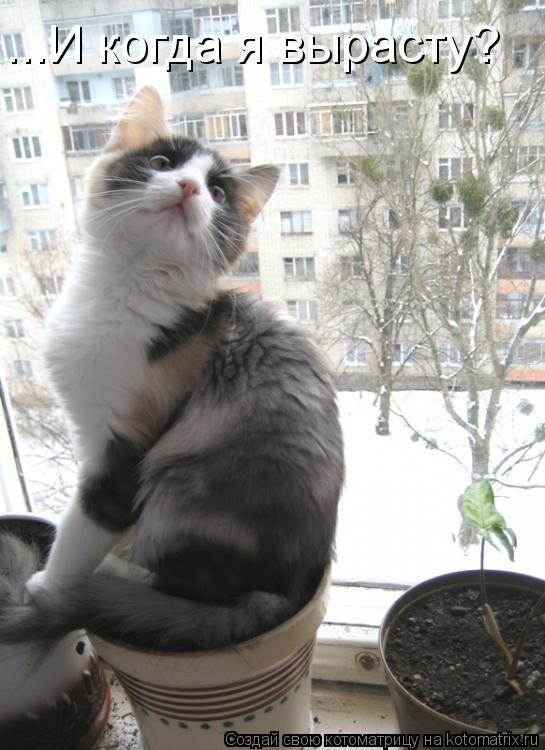 ...И когда я вырасту?... Котоматрица: ...И когда я вырасту?