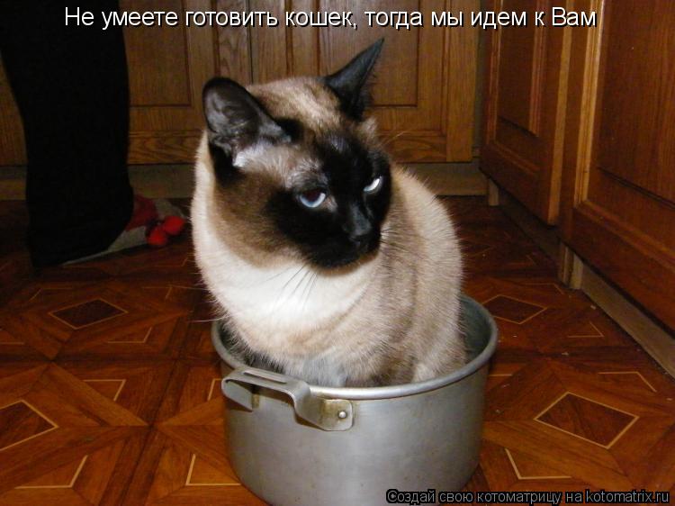 Не умеете готовить кошек, тогда мы идем к Вам... Котоматрица: Не умеете готовить кошек, тогда мы идем к Вам