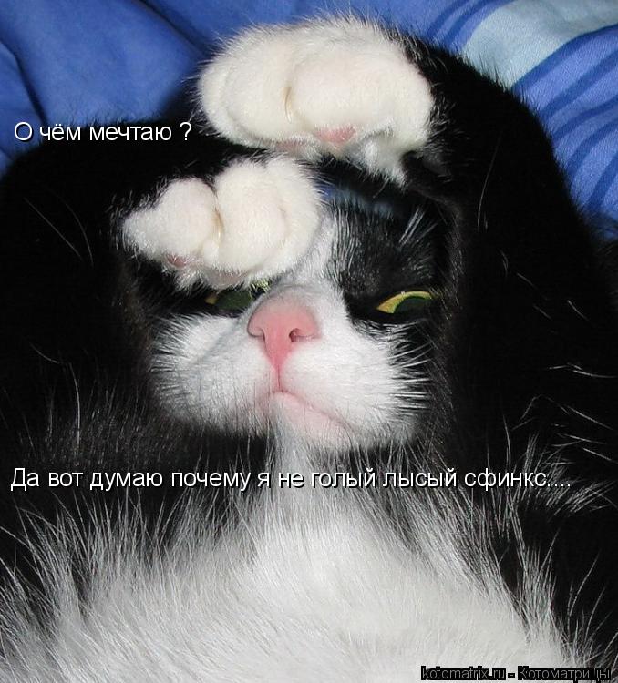 О чём мечтаю ? Да вот думаю почему я не голый лысый сфинкс....... Котоматрица: О чём мечтаю ? Да вот думаю почему я не голый лысый сфинкс....