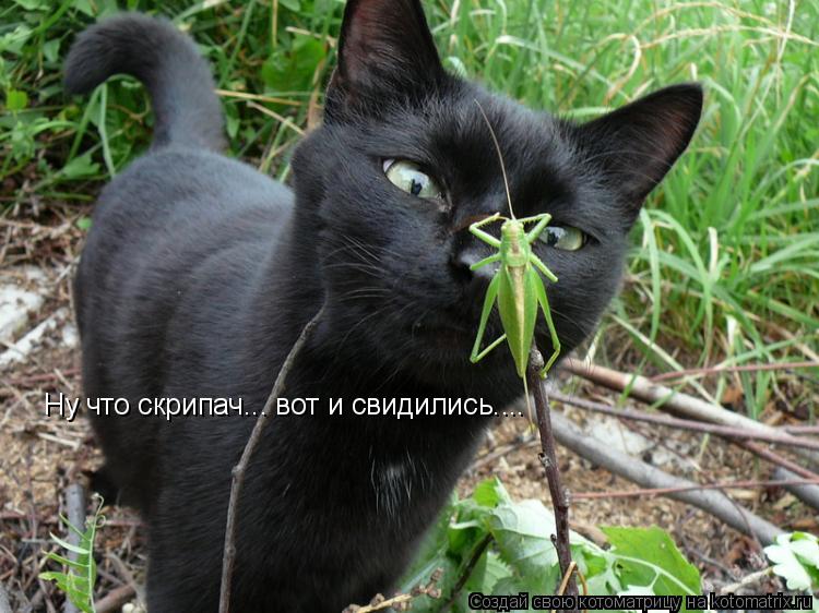 Ну что скрипач... вот и свидились....... Котоматрица: Ну что скрипач... вот и свидились....