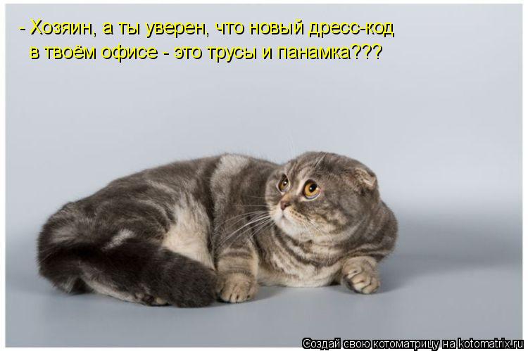Котоматрица: - Хозяин, а ты уверен, что новый дресс-код в твоём офисе - это трусы и панамка???