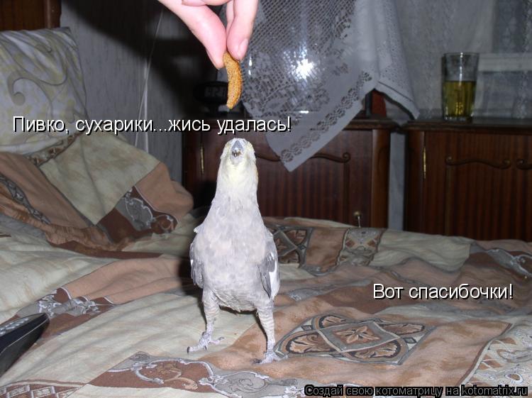 Пивко, сухарики...жись удалась! Вот спасибочки!... Котоматрица: Пивко, сухарики...жись удалась! Вот спасибочки!