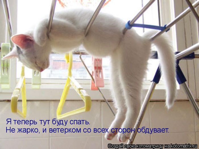 Я теперь тут буду спать. Не жарко, и ветерком со всех сторон обдувает.... Котоматрица: Я теперь тут буду спать. Не жарко, и ветерком со всех сторон обдувает.