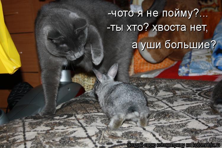 -чото я не пойму?... -ты хто? хвоста нет, а уши большие?... Котоматрица: -чото я не пойму?... -ты хто? хвоста нет, а уши большие?