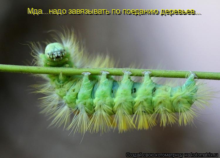 Мда...надо завязывать по поеданию деревьев... Мда...надо завязывать по поеданию деревьев...... Котоматрица: Мда...надо завязывать по поеданию деревьев... Мда...надо завязывать по поеданию деревьев...