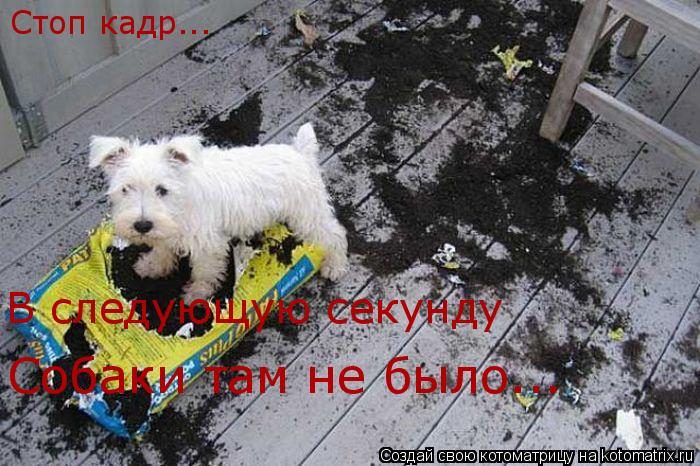 Стоп кадр... В следующую секунду Собаки там не было...... Котоматрица: Стоп кадр... В следующую секунду Собаки там не было...