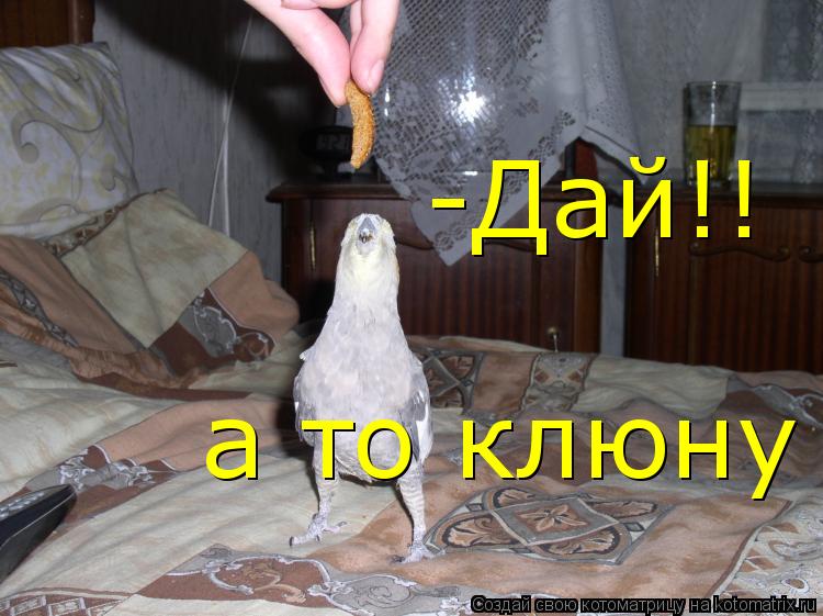 -Дай!! а то клюну... Котоматрица: -Дай!! а то клюну
