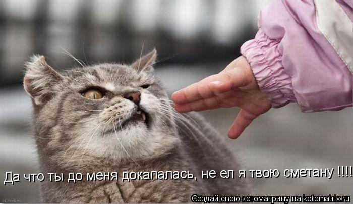 Да что ты до меня докапалась, не ел я твою сметану !!!!... Котоматрица: Да что ты до меня докапалась, не ел я твою сметану !!!!