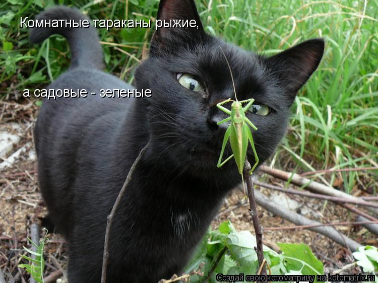 Комнатные тараканы рыжие, а садовые - зеленые... Котоматрица: Комнатные тараканы рыжие, а садовые - зеленые