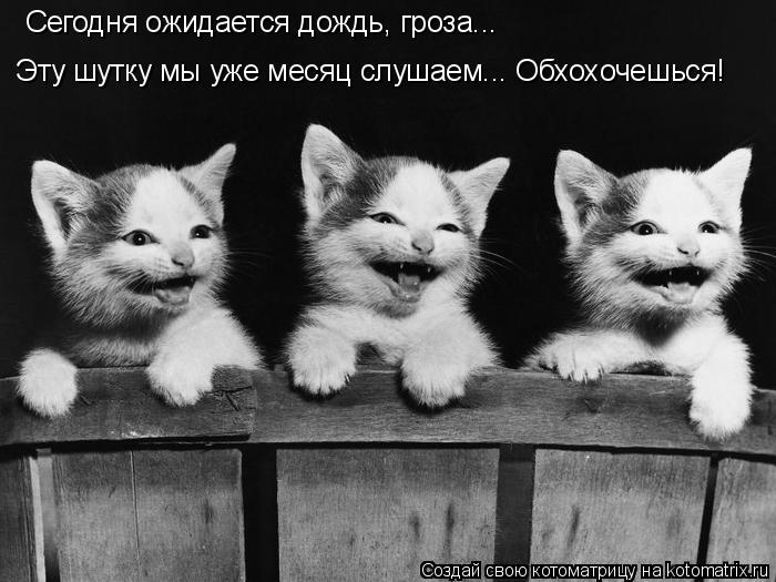 Сегодня ожидается дождь, гроза... Эту шутку мы уже месяц слушаем... Обхохочешься!... Котоматрица: Сегодня ожидается дождь, гроза... Эту шутку мы уже месяц слушаем... Обхохочешься!