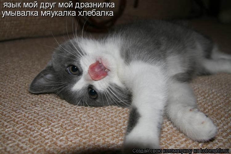 язык мой друг мой дразнилка умывалка мяукалка хлебалка... Котоматрица: язык мой друг мой дразнилка умывалка мяукалка хлебалка