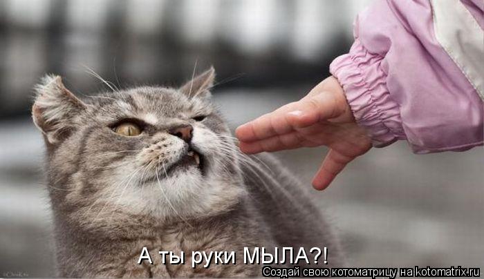 А ты руки МЫЛА?!... Котоматрица: А ты руки МЫЛА?!