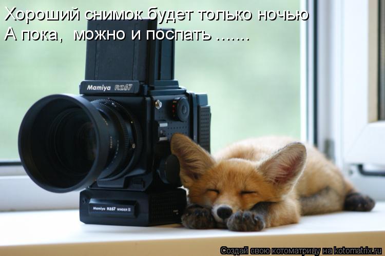 Хороший снимок будет только ночью А пока, можно и поспать .......... Котоматрица: Хороший снимок будет только ночью А пока, можно и поспать .......