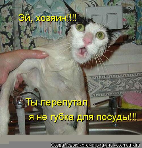 Эй, хозяин!!!! Ты перепутал, я не губка для посуды!!! я не губка для посуды!!!... Котоматрица: Эй, хозяин!!!! Ты перепутал, я не губка для посуды!!! я не губка для посуды!!!