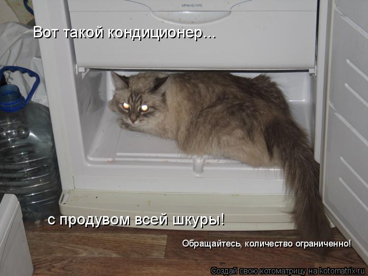Вот такой кондиционер... с продувом всей шкуры! Обращайтесь, количество ограниченно!... Котоматрица: Вот такой кондиционер... с продувом всей шкуры! Обращайтесь, количество ограниченно!