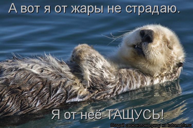 Котоматрица: А вот я от жары не страдаю.  Я от неё ТАЩУСЬ!