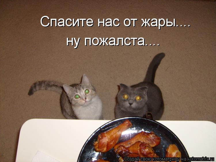 Спасите нас от жары.... ну пожалста....... Котоматрица: Спасите нас от жары.... ну пожалста....
