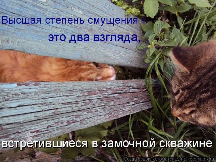 Высшая степень смущения - это два взгляда, встретившиеся в замочной скважине... Котоматрица: Высшая степень смущения - это два взгляда, встретившиеся в замочной скважине