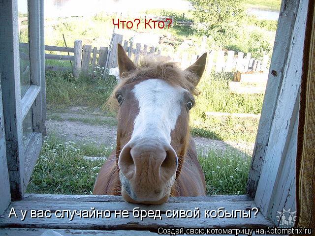 Что? Кто? А у вас случайно не бред сивой кобылы?... Котоматрица: Что? Кто? А у вас случайно не бред сивой кобылы?