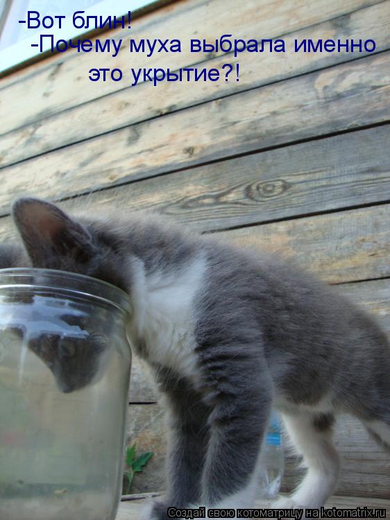 -Вот блин! -Почему муха выбрала именно это укрытие?!... Котоматрица: -Вот блин! -Почему муха выбрала именно это укрытие?!