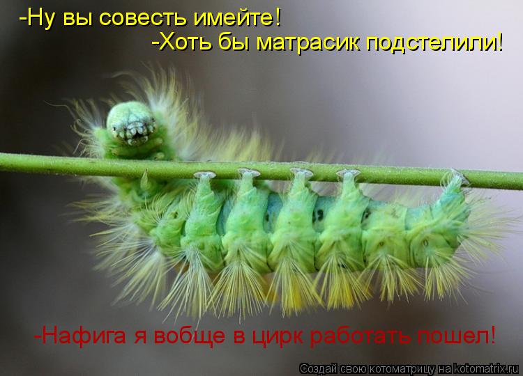 -Ну вы совесть имейте! -Хоть бы матрасик подстелили! -Нафига я вобще в цирк работать пошел!... Котоматрица: -Ну вы совесть имейте! -Хоть бы матрасик подстелили! -Нафига я вобще в цирк работать пошел!
