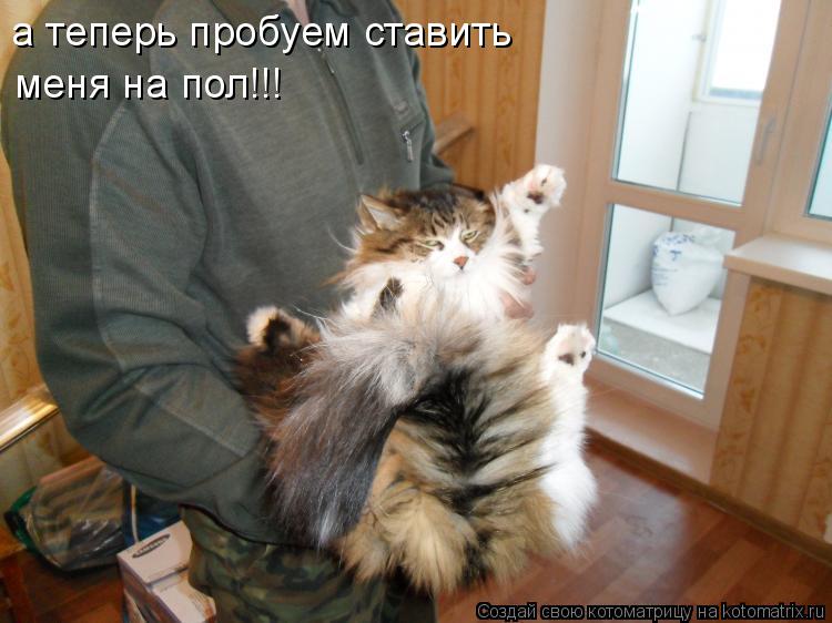 а теперь пробуем ставить меня на пол!!!... Котоматрица: а теперь пробуем ставить меня на пол!!!