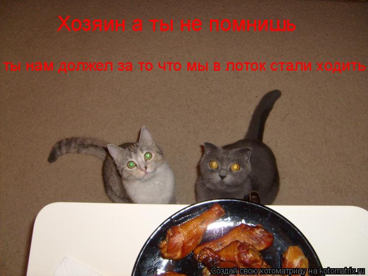 Хозяин а ты не помнишь ты нам должел за то что мы в лоток стали ходить!... Котоматрица: Хозяин а ты не помнишь ты нам должел за то что мы в лоток стали ходить!