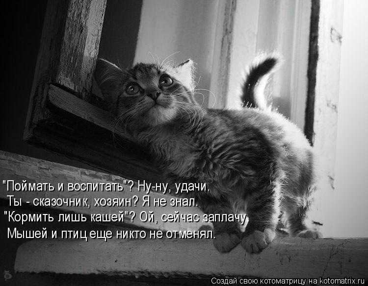 Котоматрица: Ты - сказочник, хозяин? Я не знал. "Поймать и воспитать"? Ну-ну, удачи. "Кормить лишь кашей"? Ой, сейчас заплачу. Мышей и птиц еще никто не отменял