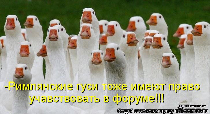 -Римлянские гуси тоже имеют право учавствовать в форуме!!!... Котоматрица: -Римлянские гуси тоже имеют право учавствовать в форуме!!!
