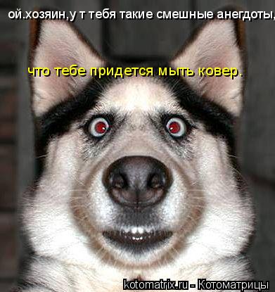 ой.хозяин,у т тебя такие смешные анегдоты, что тебе придется мыть ковер.... Котоматрица: ой.хозяин,у т тебя такие смешные анегдоты, что тебе придется мыть ковер.